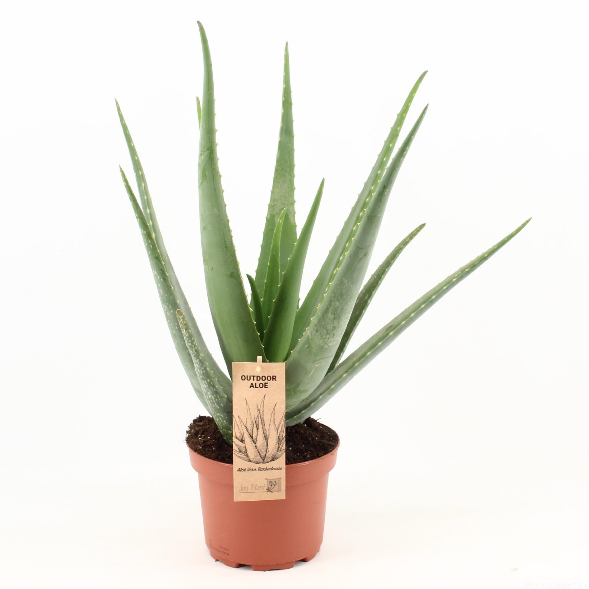 Aloe Vera (boomaloë) 70 cm hoog, pot ø19 cm