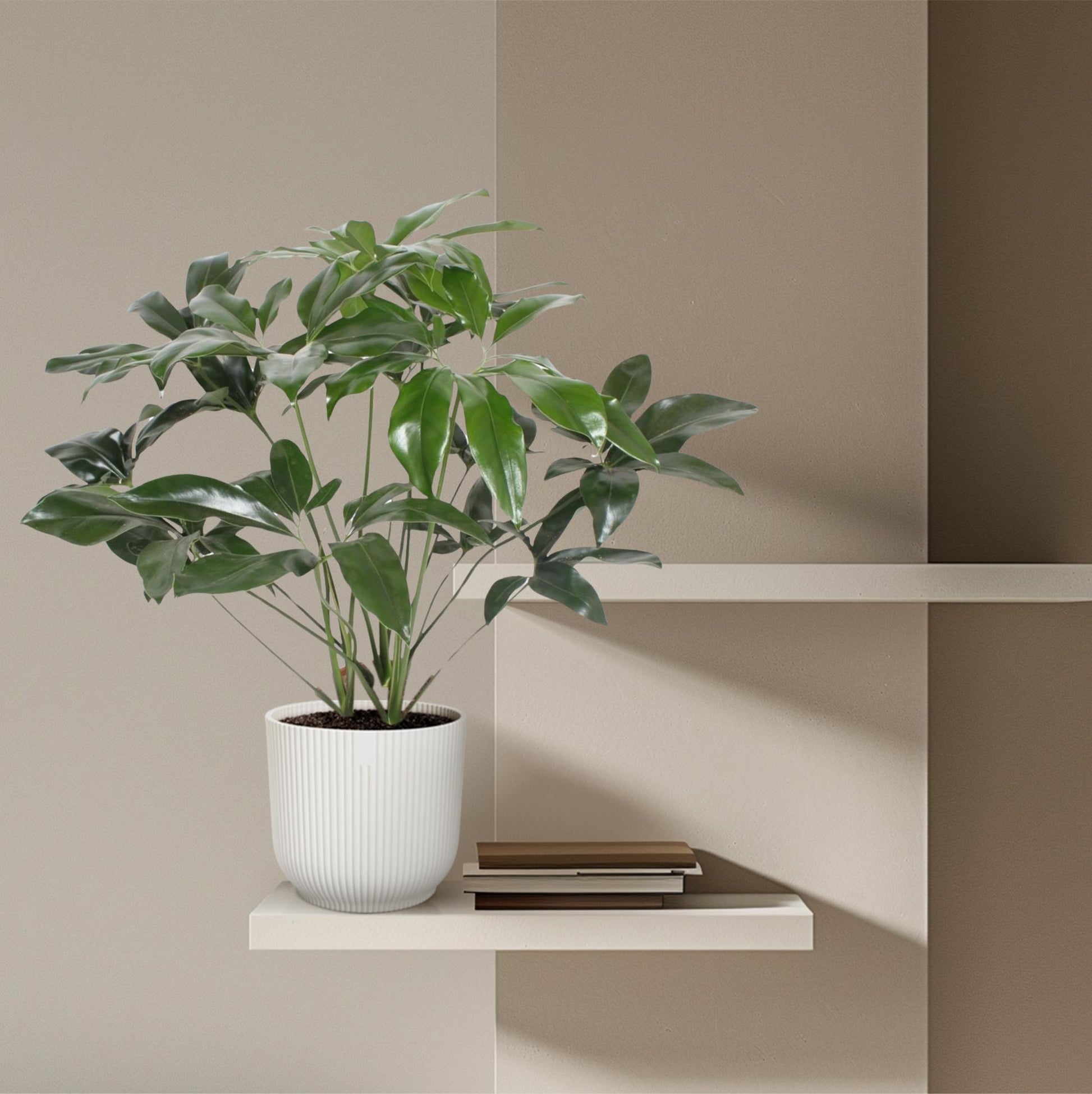 Philodendron Green Wonder