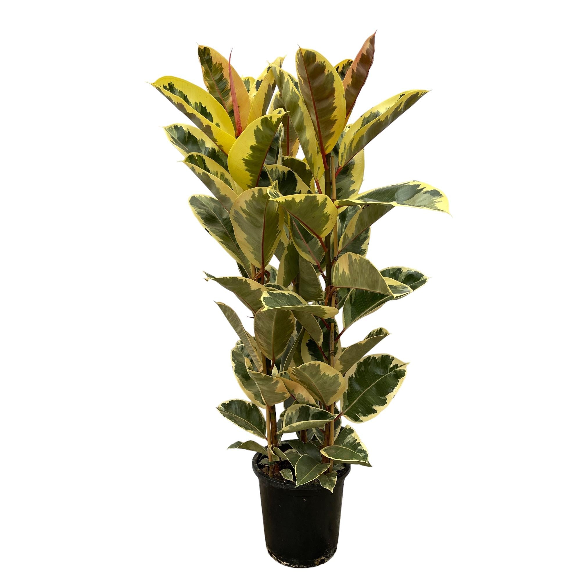 Ficus Elastica Tineke (rubberboom struik) 140 cm hoog, pot ø28 cm