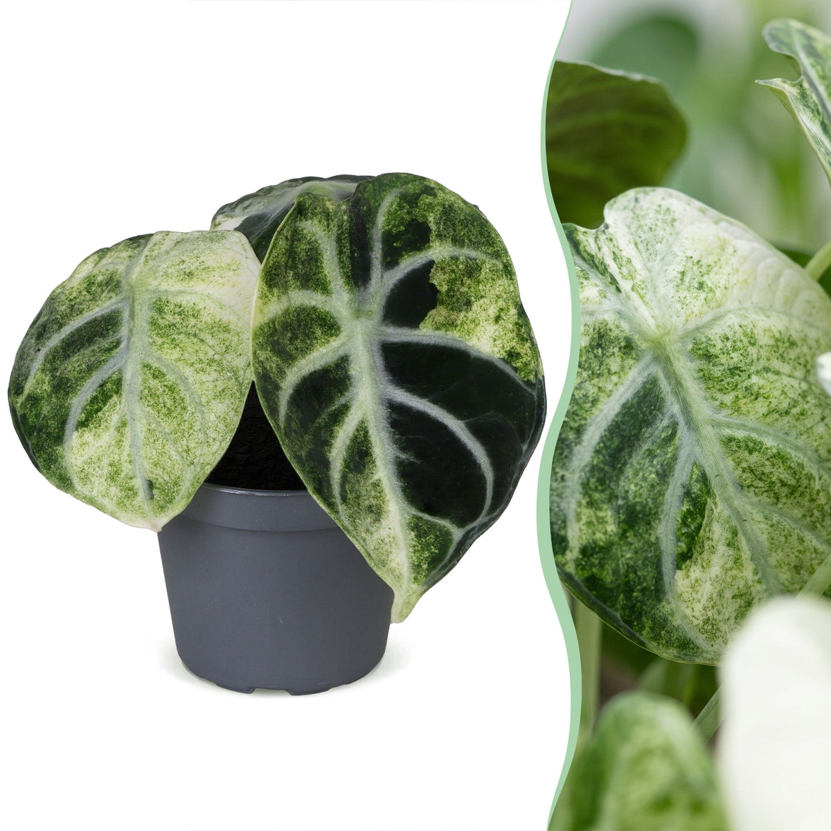 Alocasia 'Ninja Variegata'