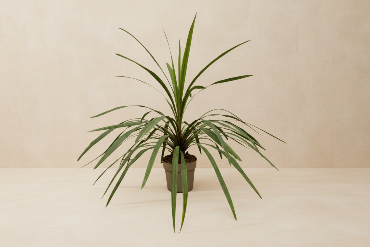 Cordyline Peko - 90cm - Ø24cm