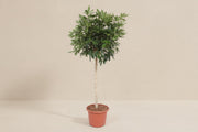 Schefflera arboricola Compacta (Vingerboom) op 190cm — XXLplant
