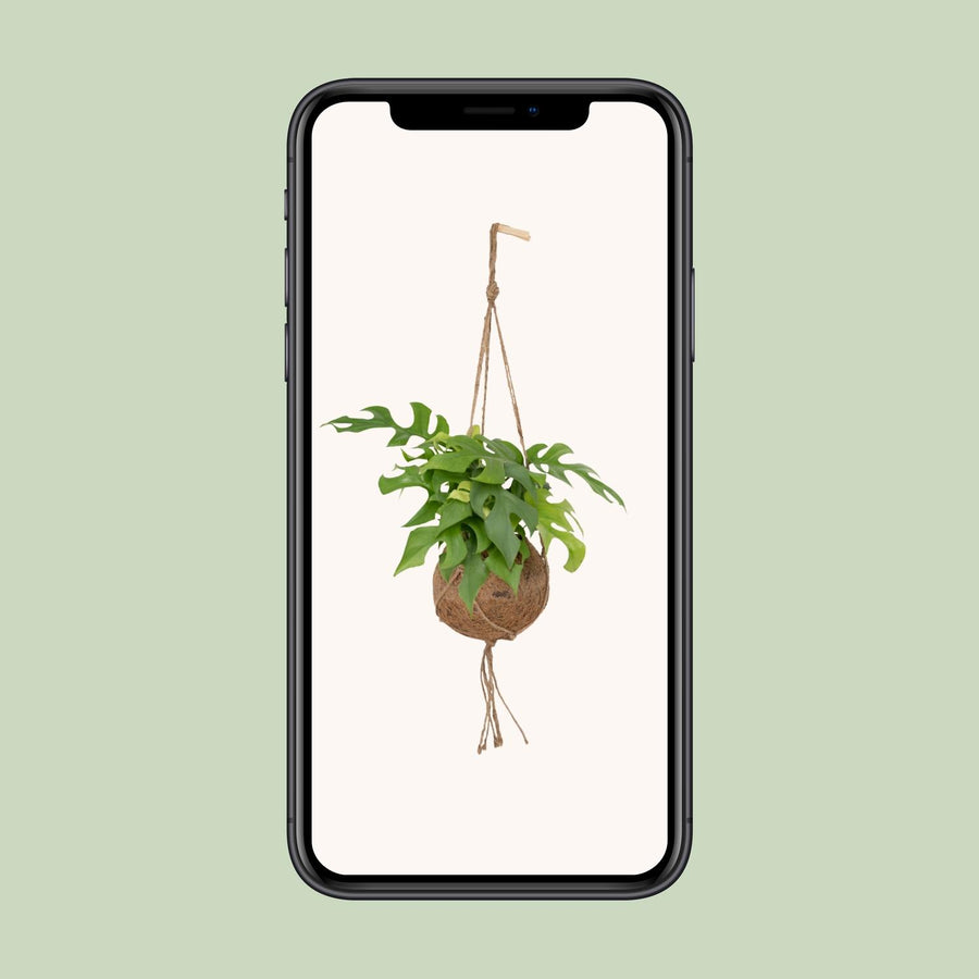 Mini monstera (Rhaphidophora tetrasperma) roślina zwisająca 25 cm wysokości, doniczka ø15 cm