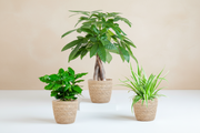 Boîte à plantes respectueuse des animaux avec Pachira Aquatica, nénuphar et caféier dans un panier d'herbiers marins