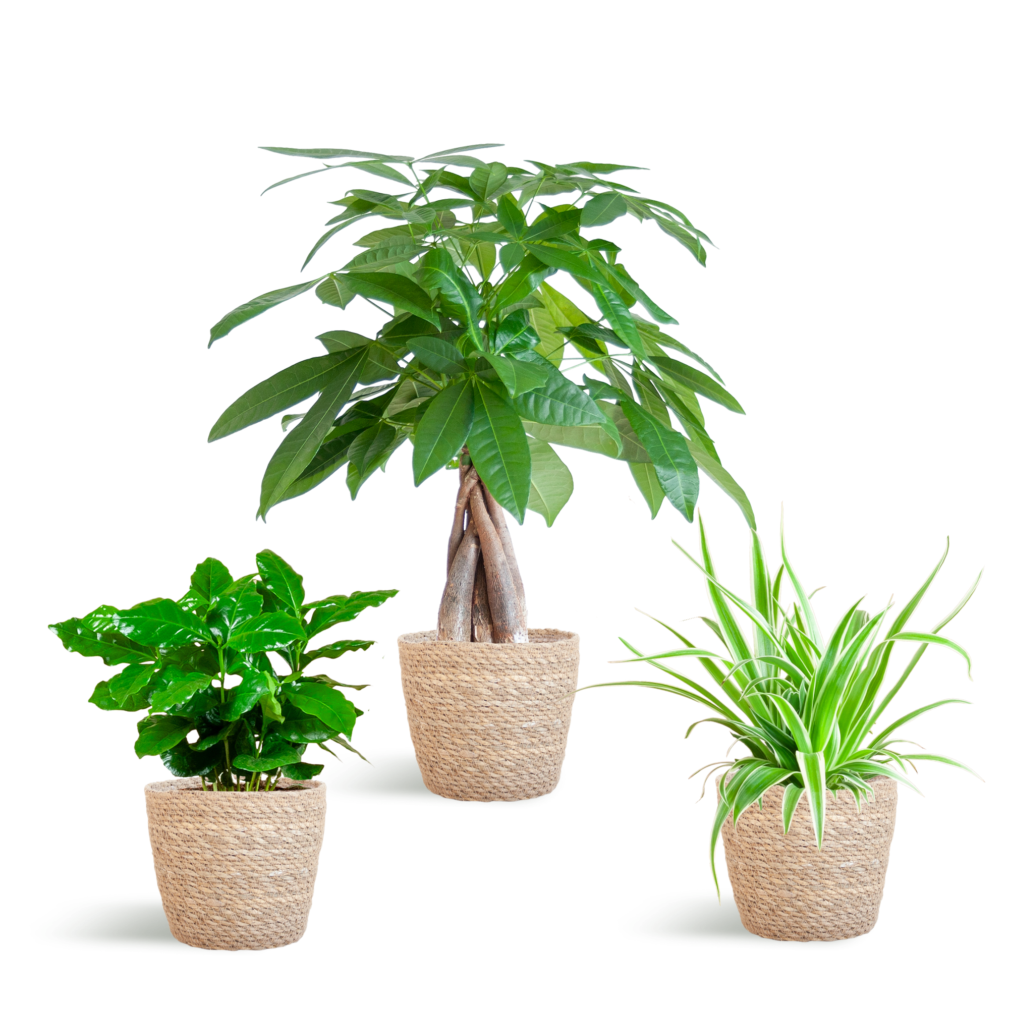 Diervriendelijke Plantenbox met Mand