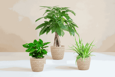 Boîte à plantes respectueuse des animaux avec Pachira Aquatica, nénuphar et caféier dans un panier d'herbiers marins