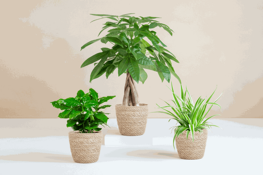 Jardinière respectueuse des animaux avec panier Sofia, lot de 3