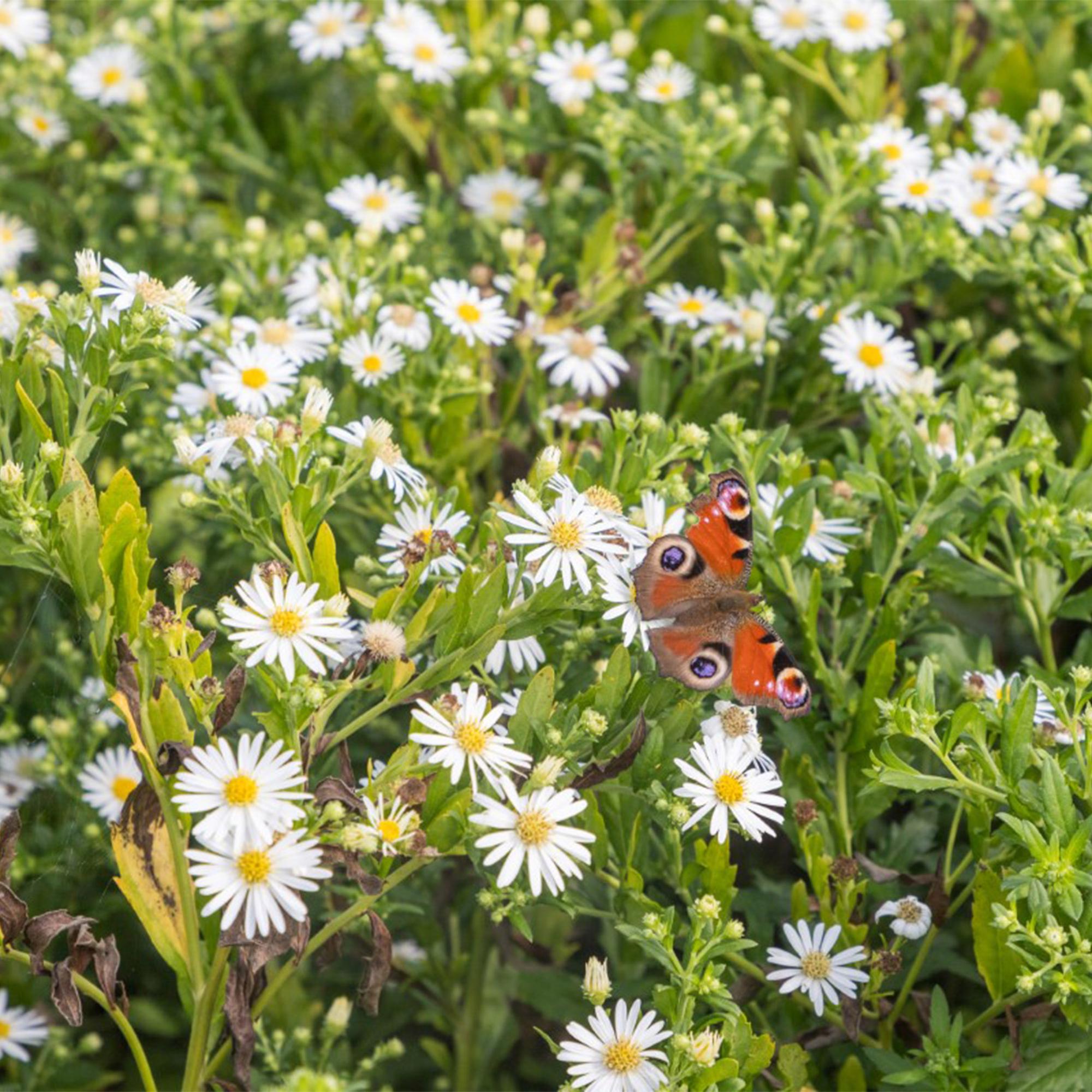 Borderpakket Wit, 8 vaste planten voor 1 m², pot ø11 cm