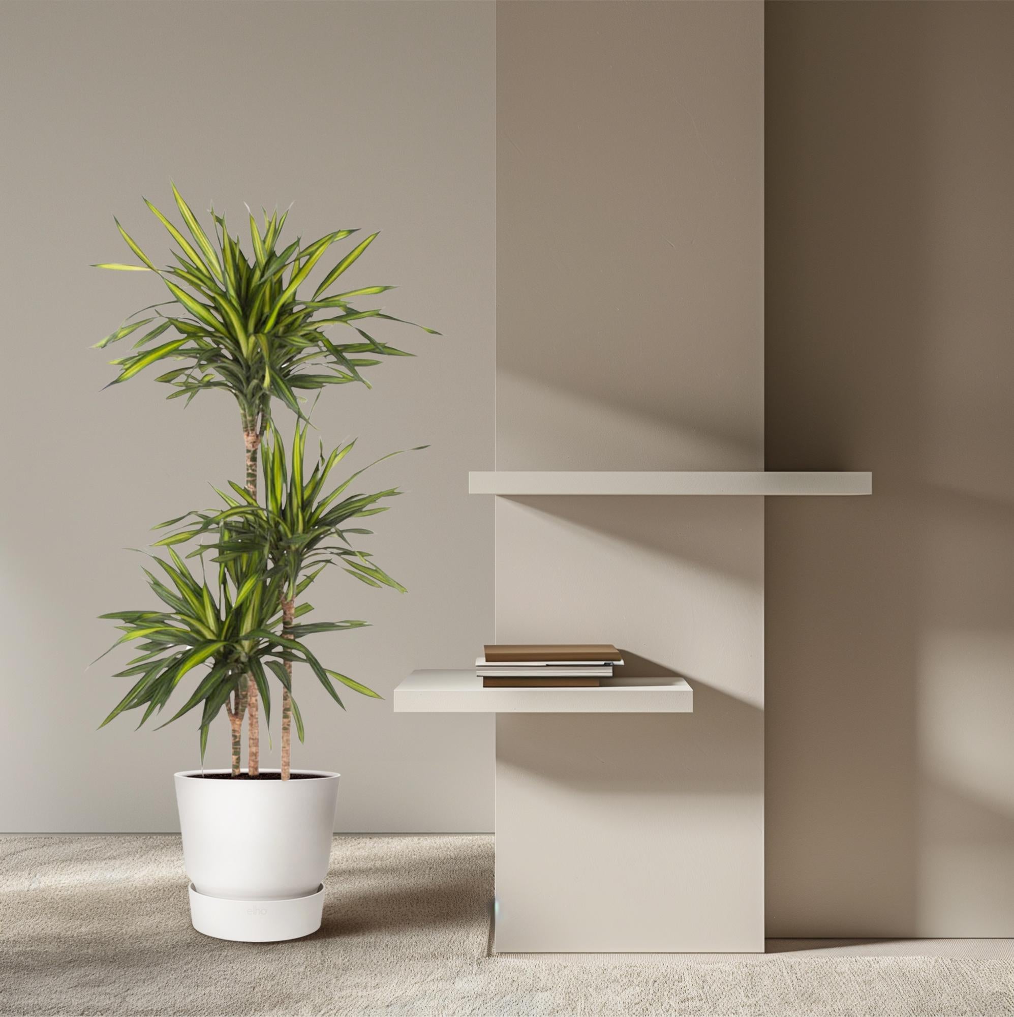 Dracaena Riki (drakenbloedboom) 140 cm hoog, pot ø24 cm