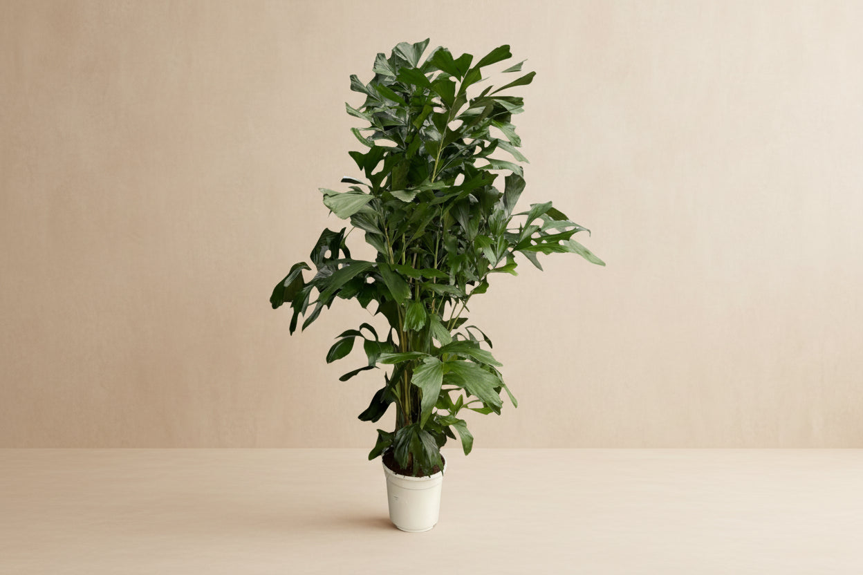 Caryota Mitis 170cm - ø27