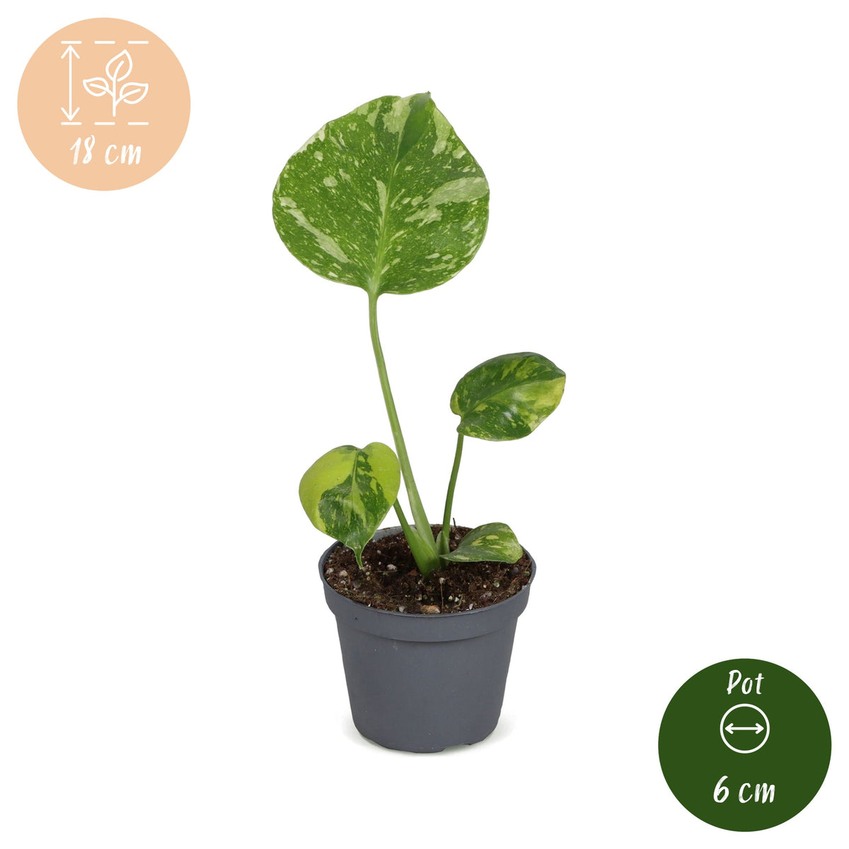 Gatenplant (Monstera deliciosa 'Electro Light')