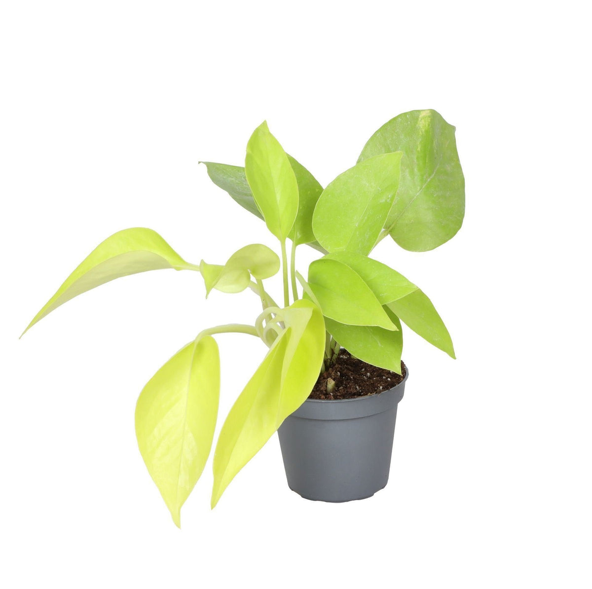 Philodendron 'Neon'