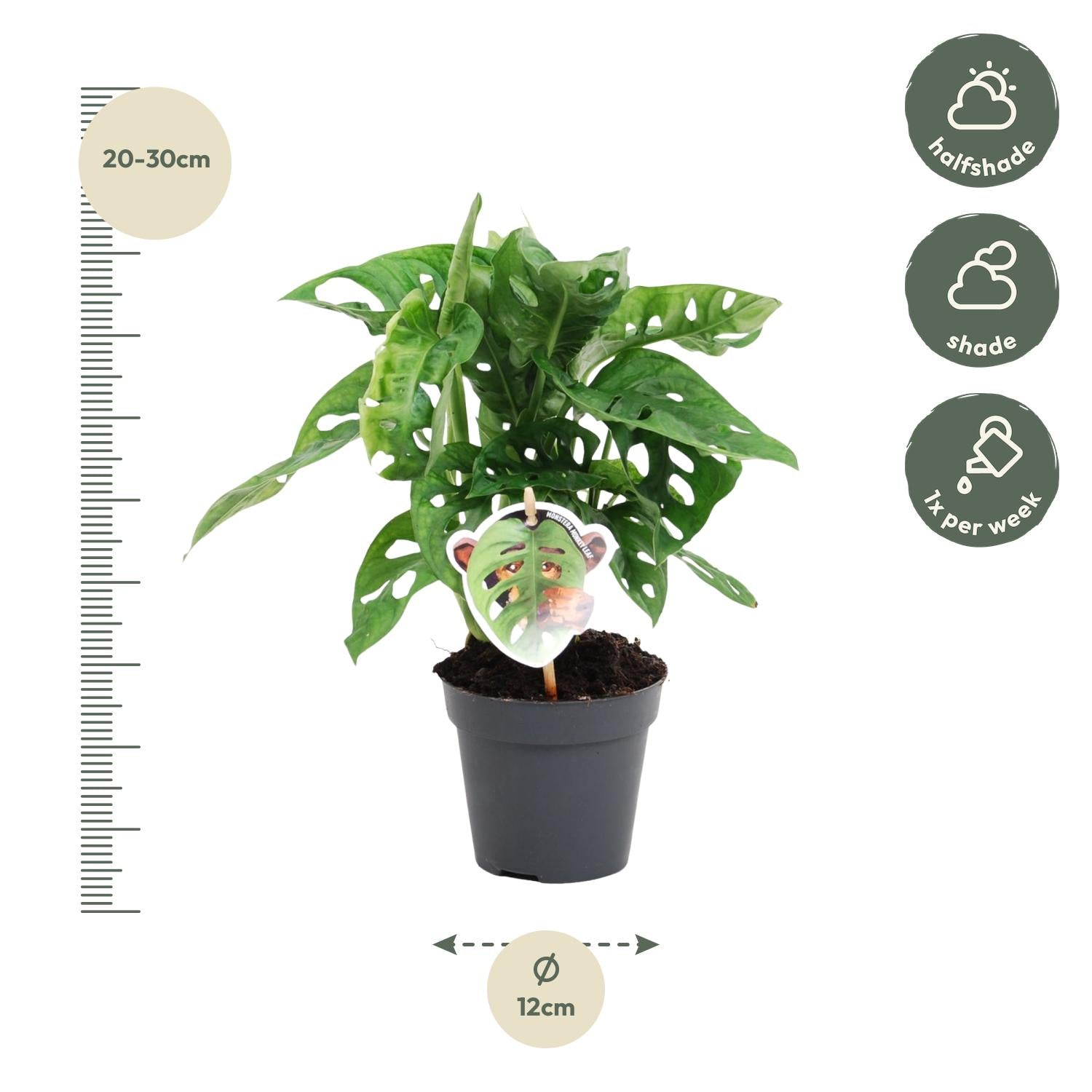 Monstera obliqua 'Monkey Leaf' - 25 cm - ø12 - XXLplant