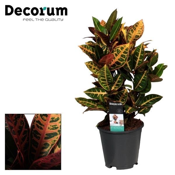 Kroton (Codiaeum variegatum 'Petra') 55 cm wysokości, doniczka ø17 cm