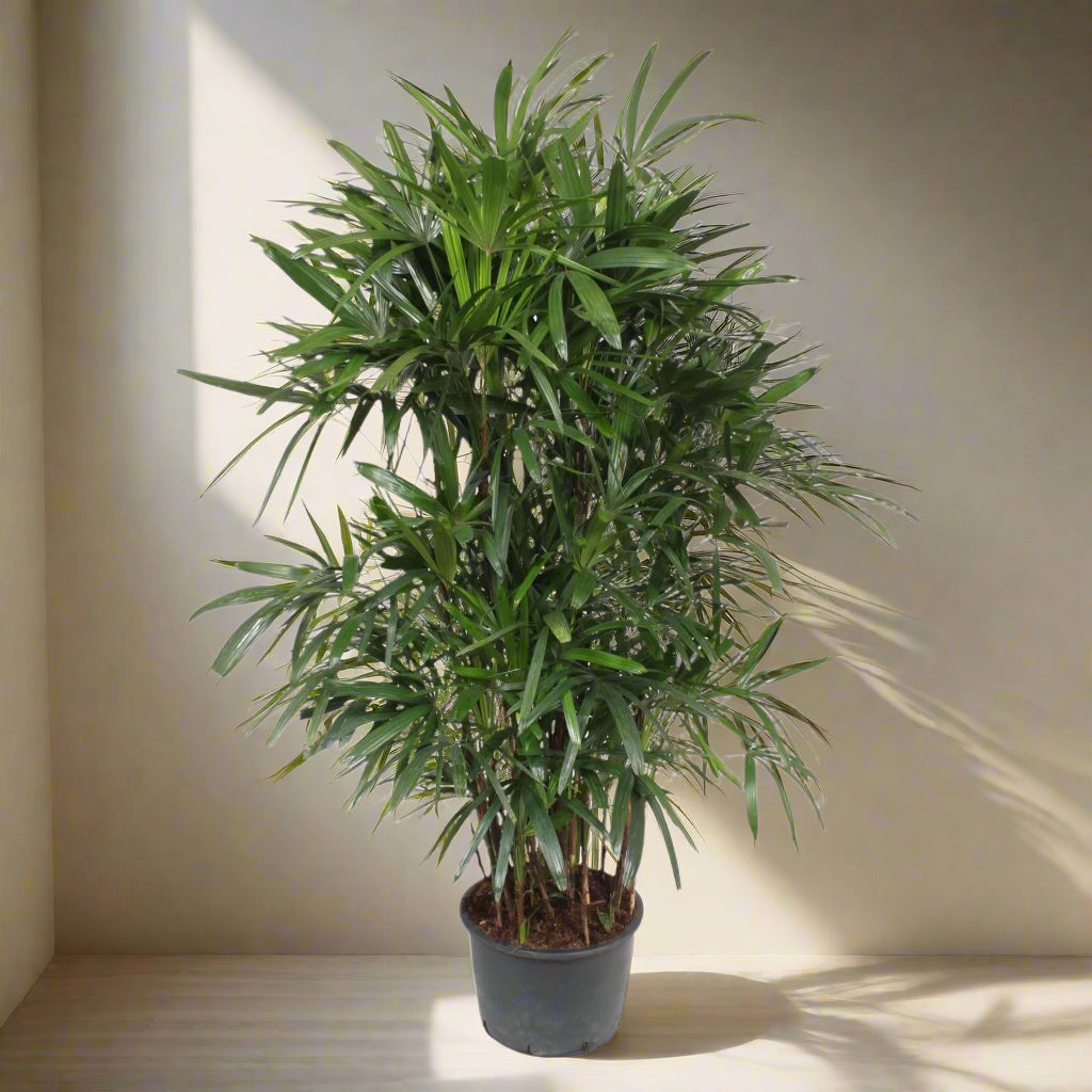 Rhapis Excelsa plant with lush green fan-shaped leaves in a black pot.