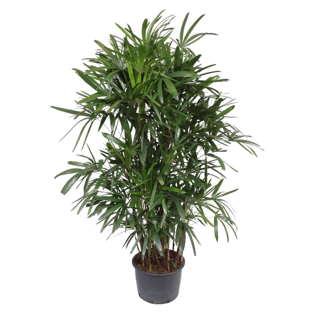 Rhapis Excelsa - 240 cm - ø44 - XXLplant