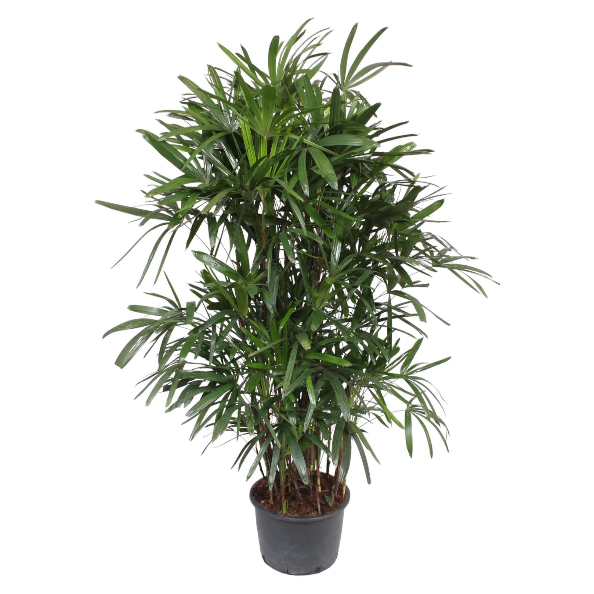 Rhapis Excelsa - 240 cm - ø44 - XXLplant