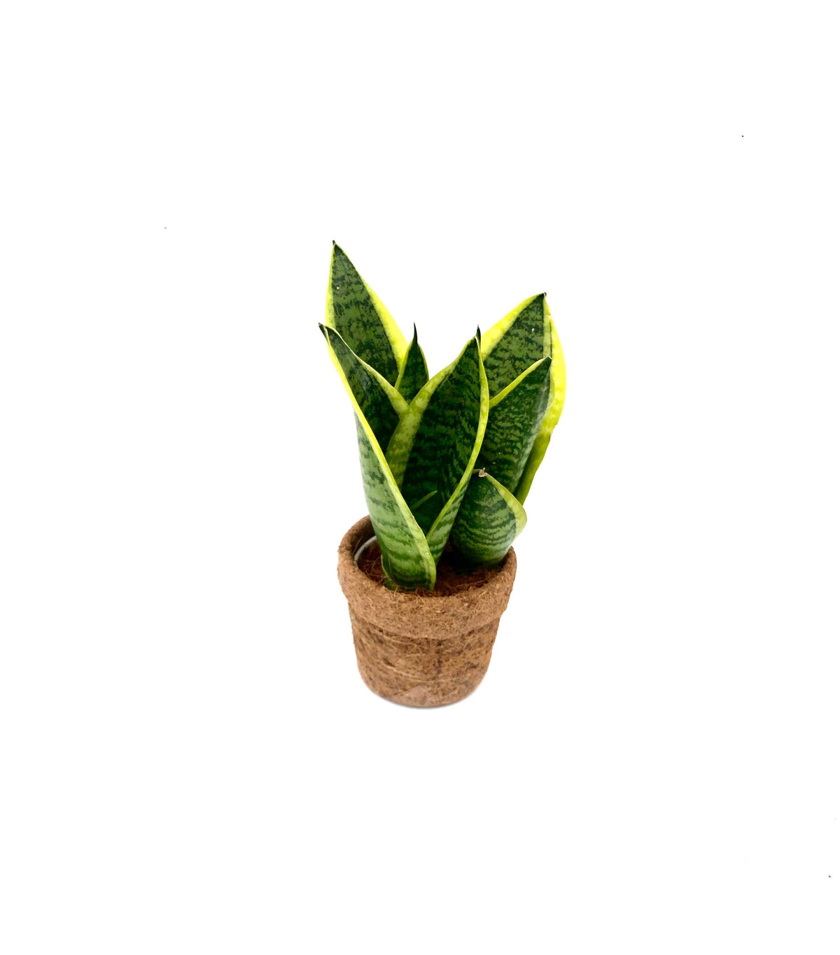 Kokostopf Bogenhanf 'Yellow' , ø10 cm