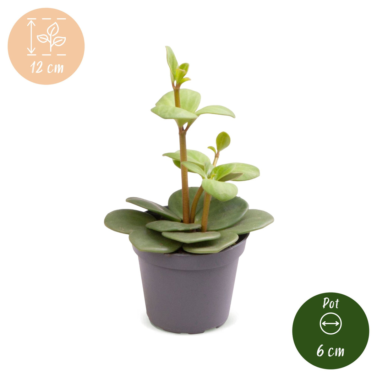 Peperomia 'Hope'