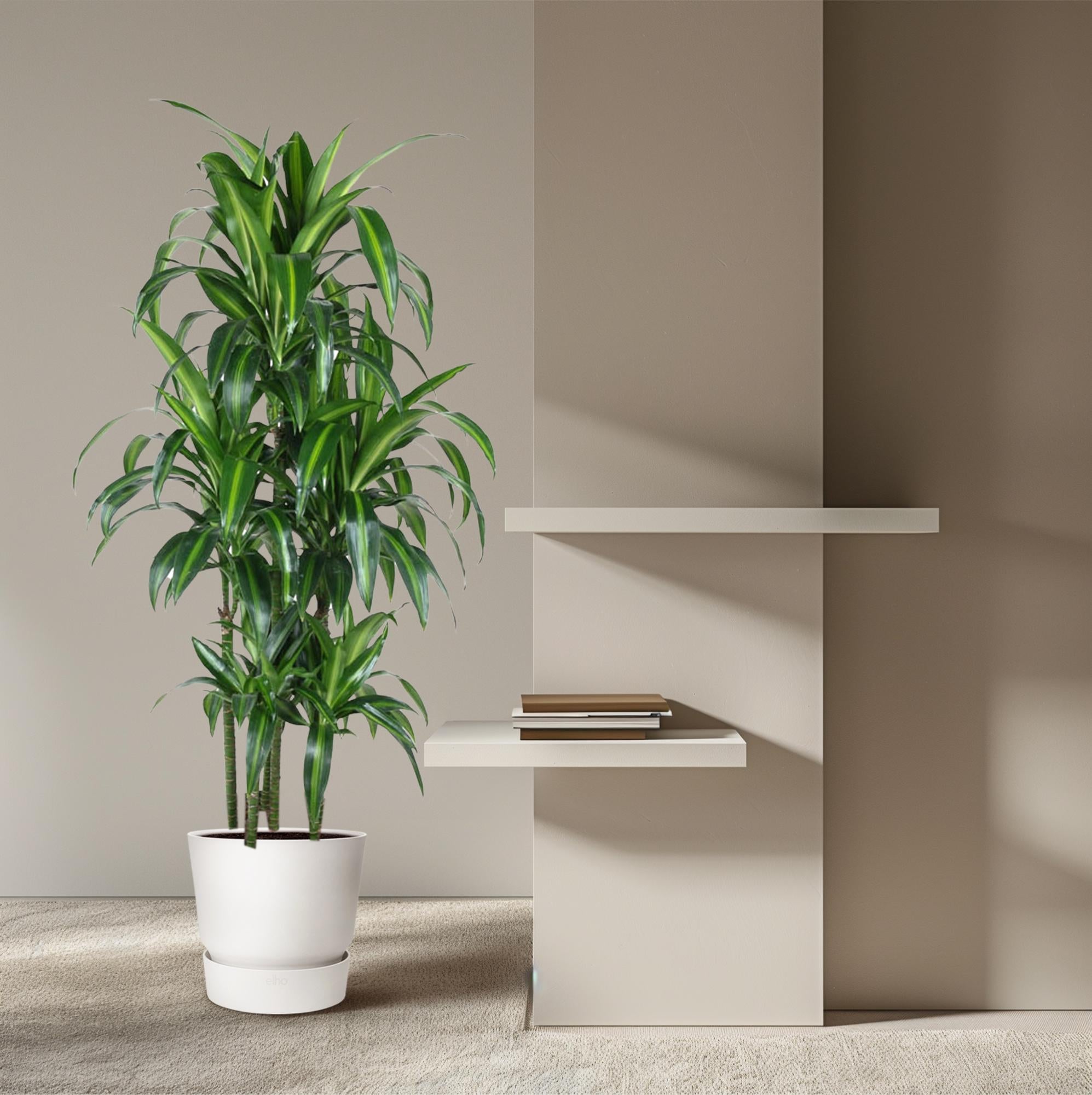 Drakenbloedboom Hawaiiana Carrousel (Dracaena) 150 cm hoog, pot ø31 cm
