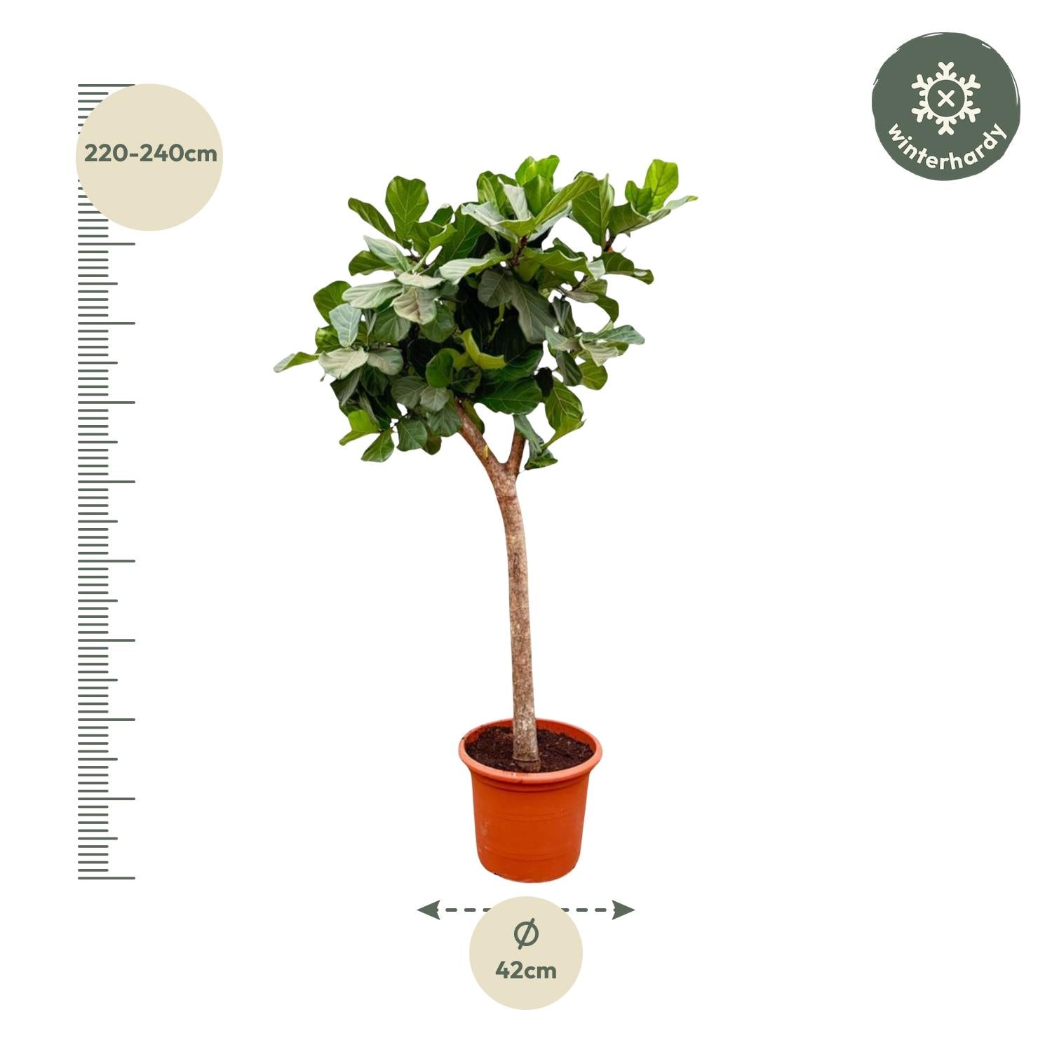 Ficus lyrata boom XXXL (vioolblad ficus) 230 cm hoog, pot ø42 cm