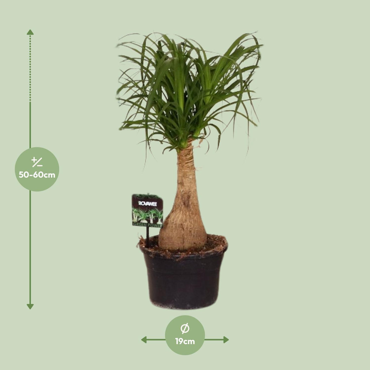 Elefantenfuß 60 cm hoch, Topf ø19 cm