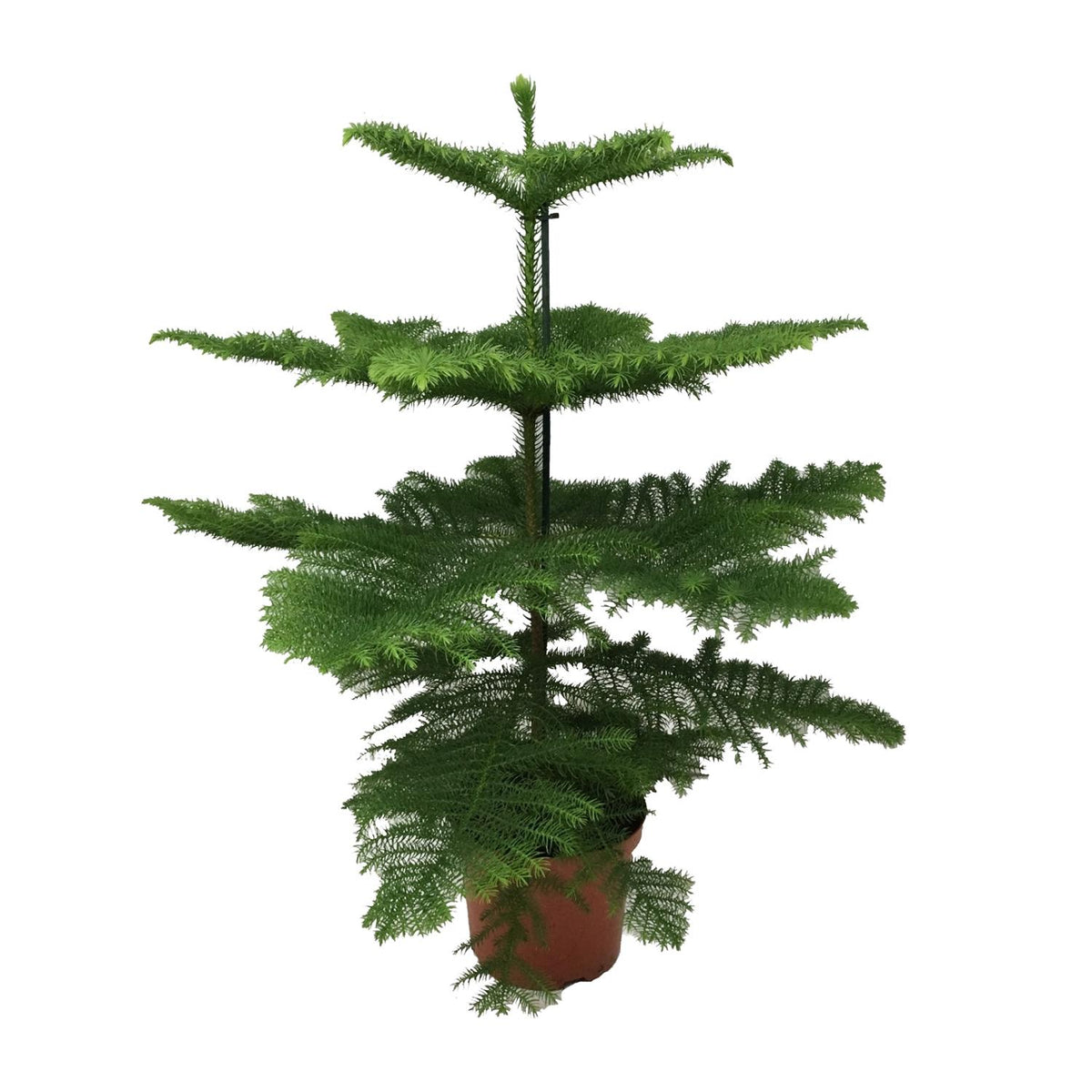 Zimmertanne 70 cm hoch, Topf ø21 cm