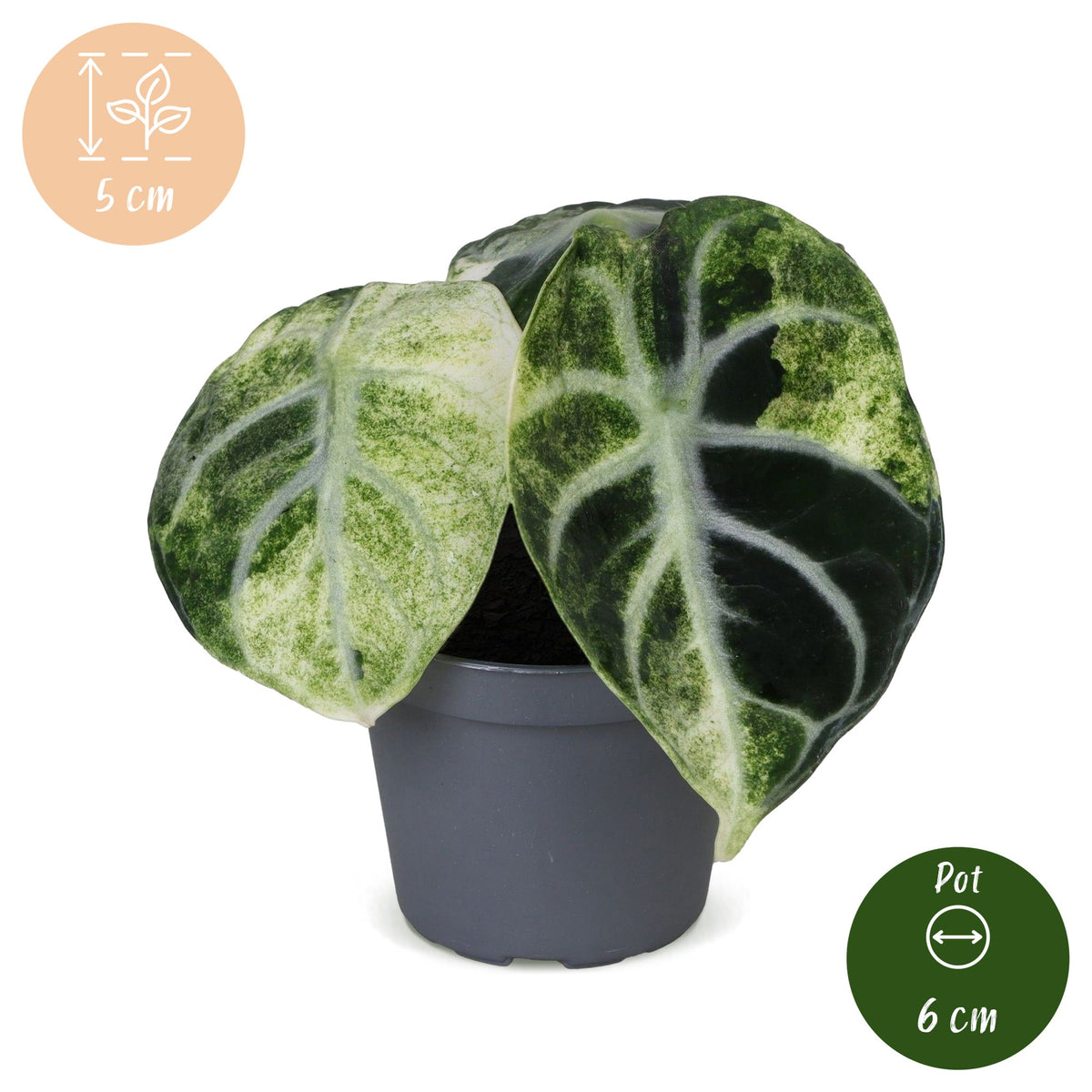 Alokazja 'Ninja Variegata' 5 cm wysokości, doniczka ø6 cm