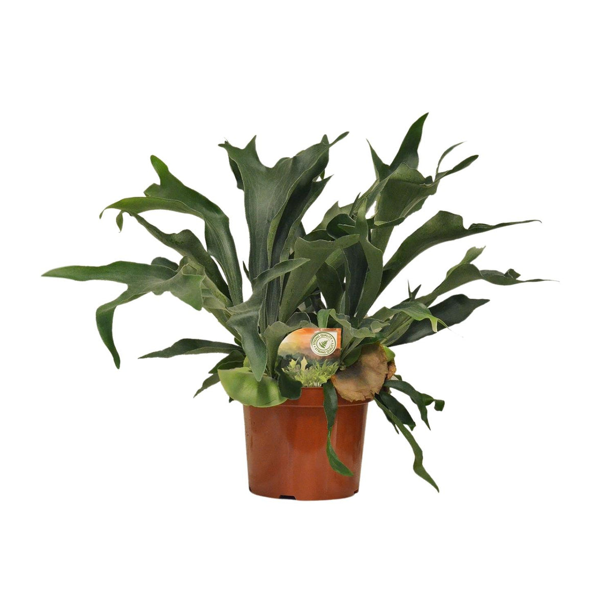 Łosioróg 80 cm wysokości, doniczka ø26 cm