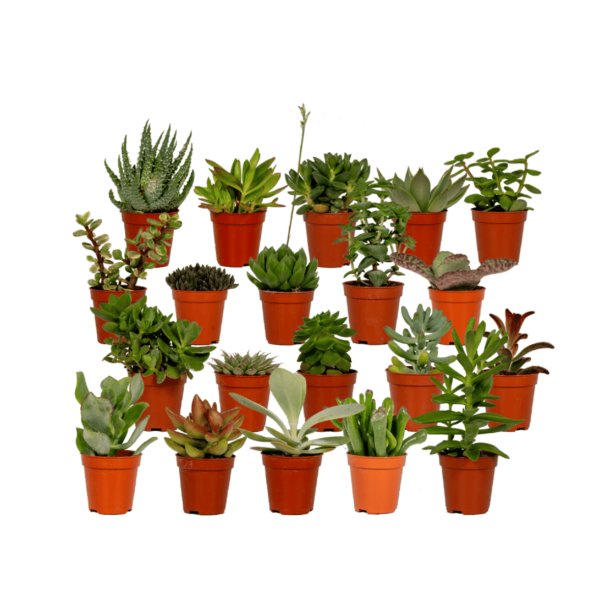 Succulenten mix 7 cm