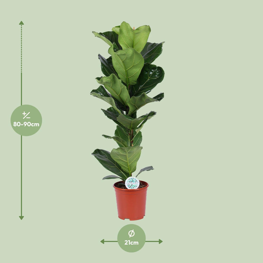 Geigenfeige (Ficus lyrata) 90 cm hoch, Topf ø21 cm