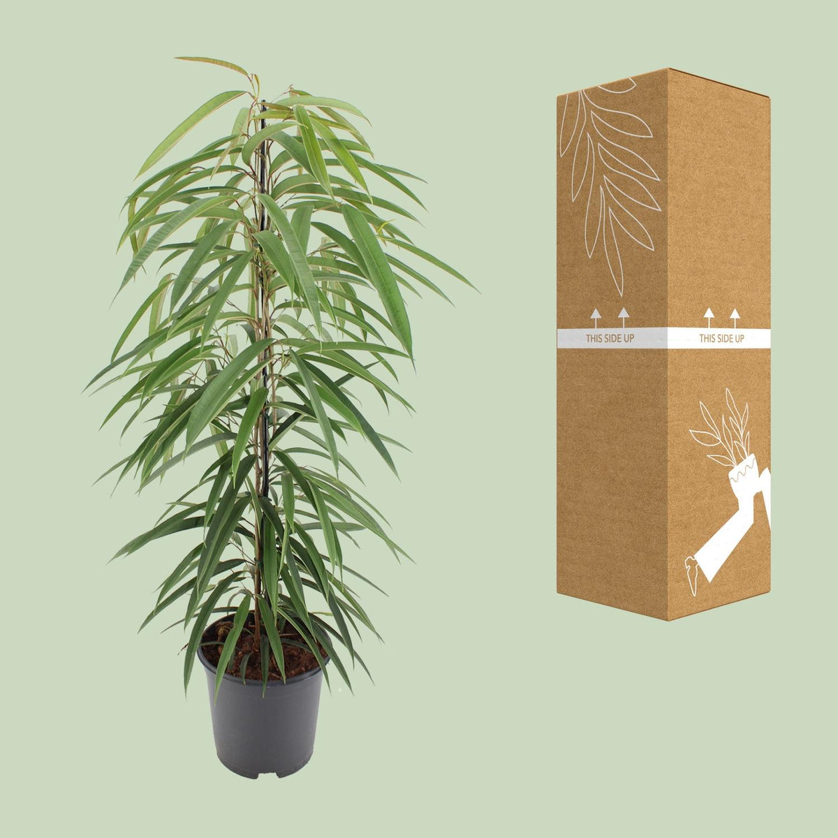 Ficus binnendijkii 'Alii' 80 cm hoch, Topf ø21 cm
