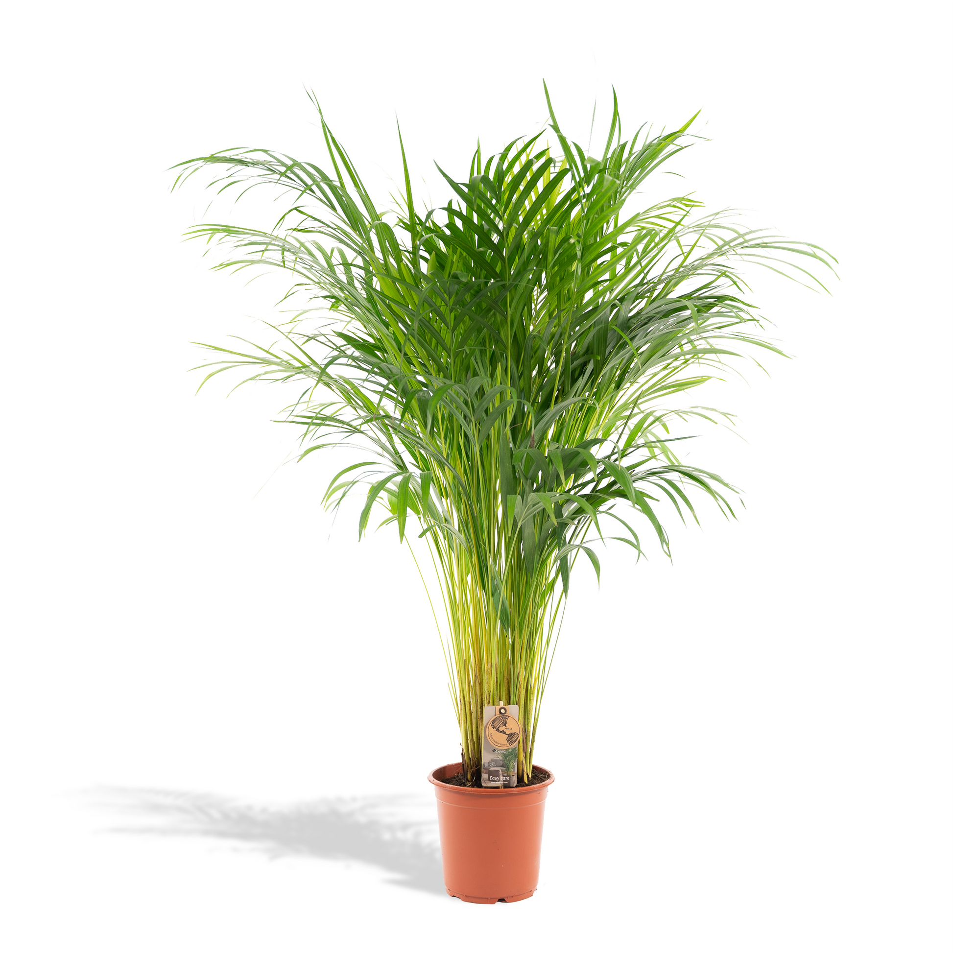 Areca palme