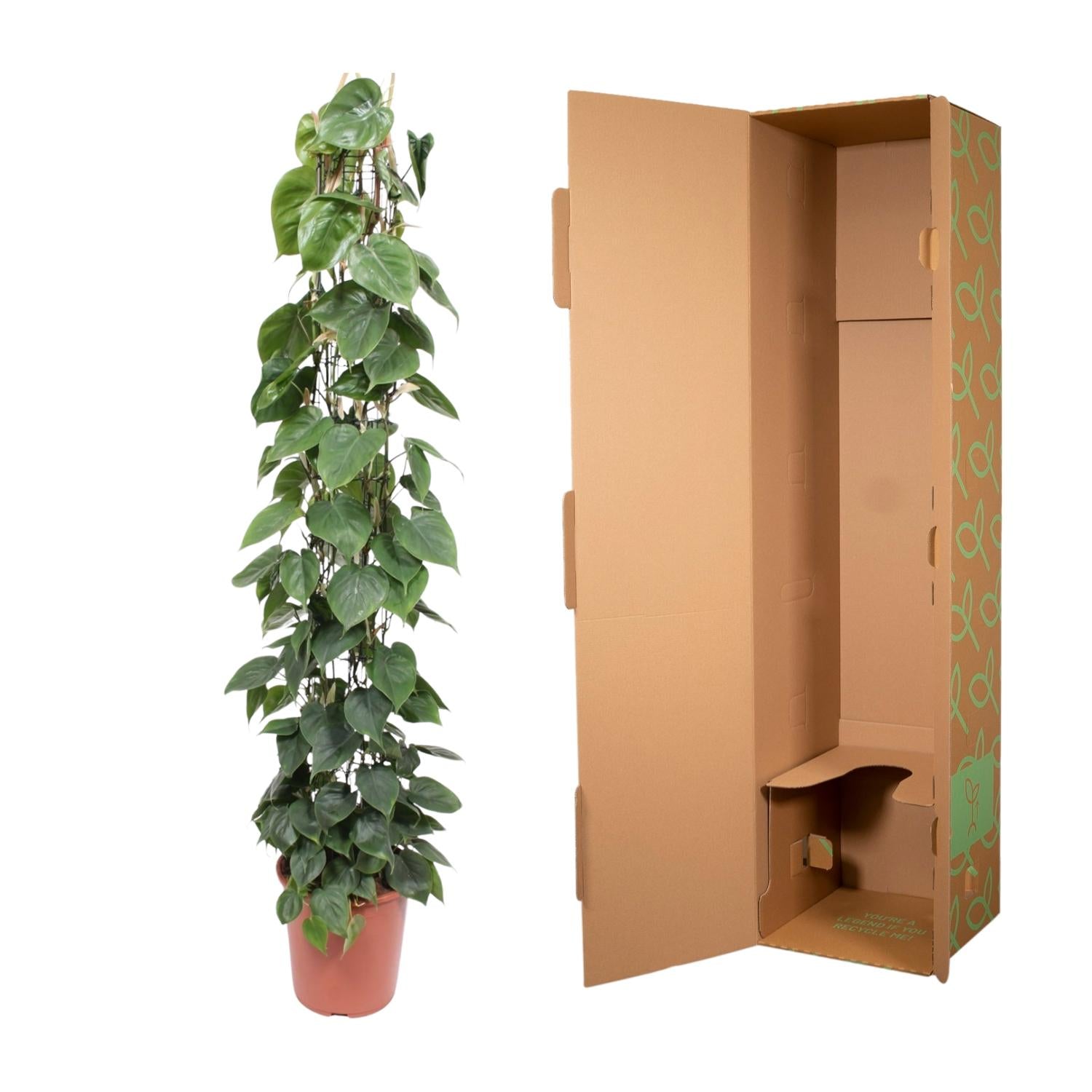 Gatenplant aan gaasrek (Philodendron scandens) 160 cm hoog, pot ø27 cm