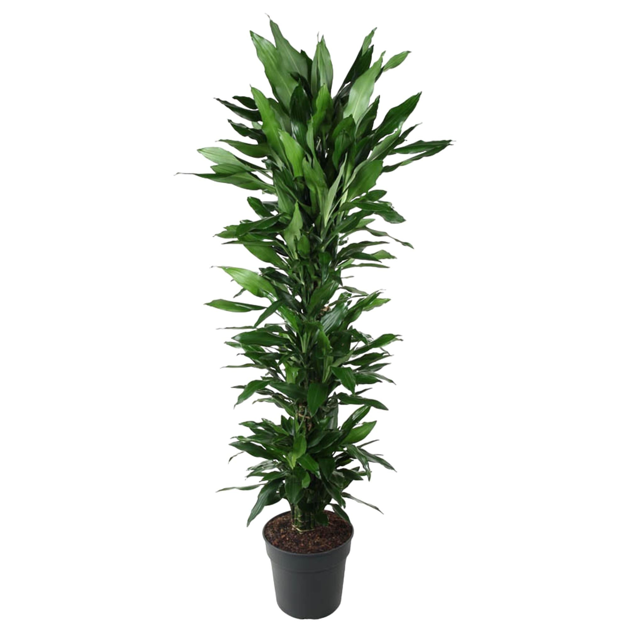 Drakenbloedboom Janet Lind vertakt (Dracaena) 170 cm hoog, pot ø34 cm