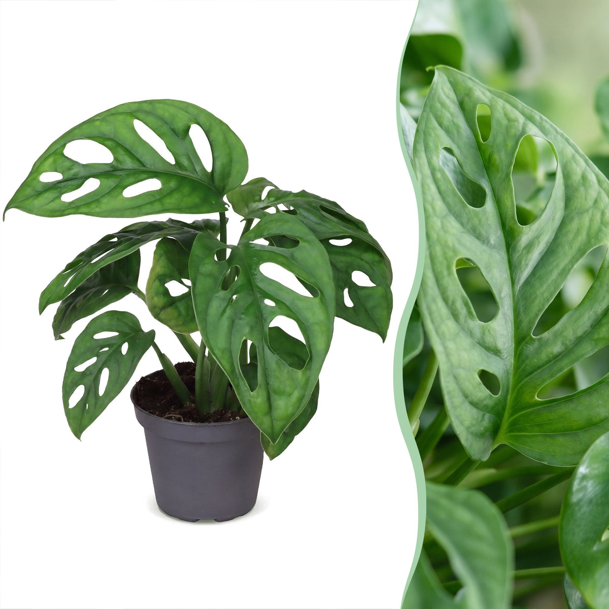 Monstera obliqua