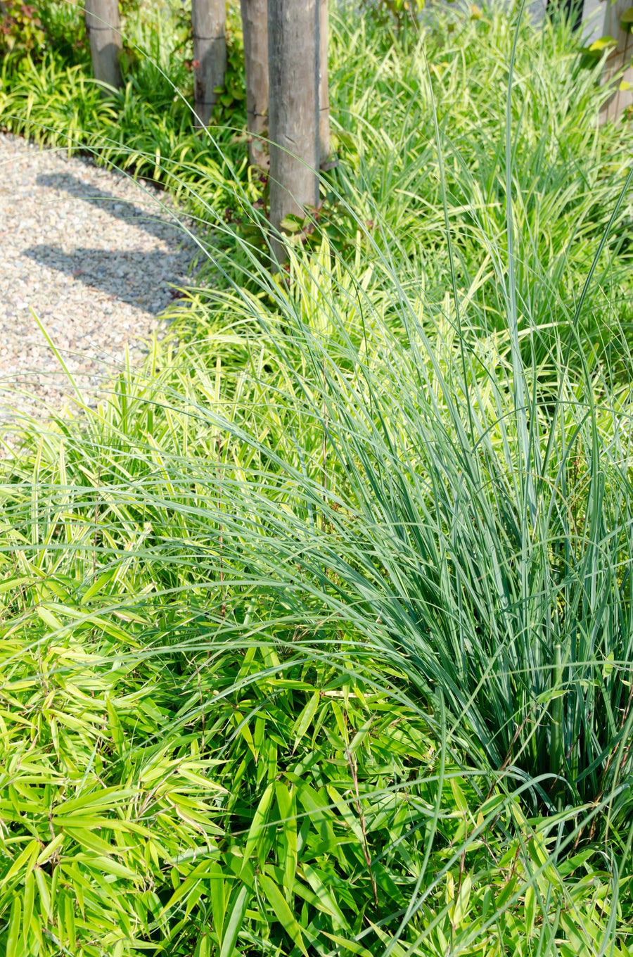 Ikke-spredende bambus (Fargesia rufa), 4 planter på 60 cm