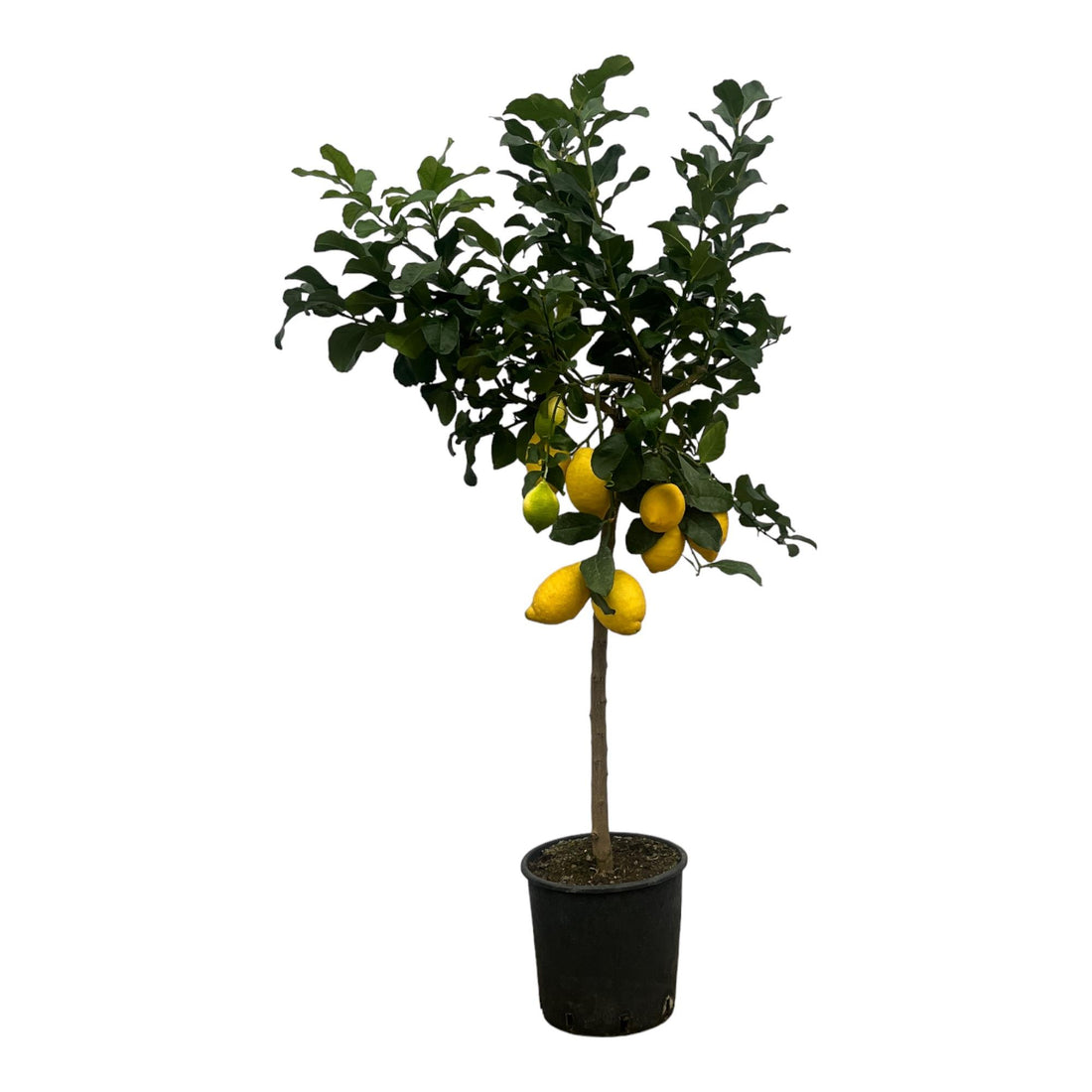 Citrus Lemon (Citroenboom) - 150 cm - Ø24cm - XXLplant
