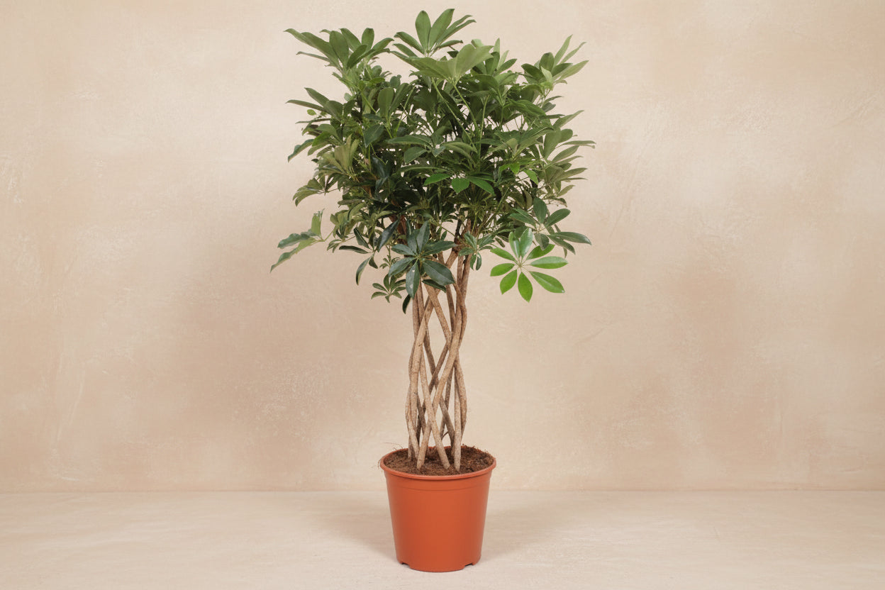 Schefflera Arboricola Compacta braided trunk - 130 cm - ø30