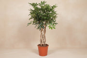 Schefflera arboricola Compacta (Vingerboom) op 130cm — XXLplant