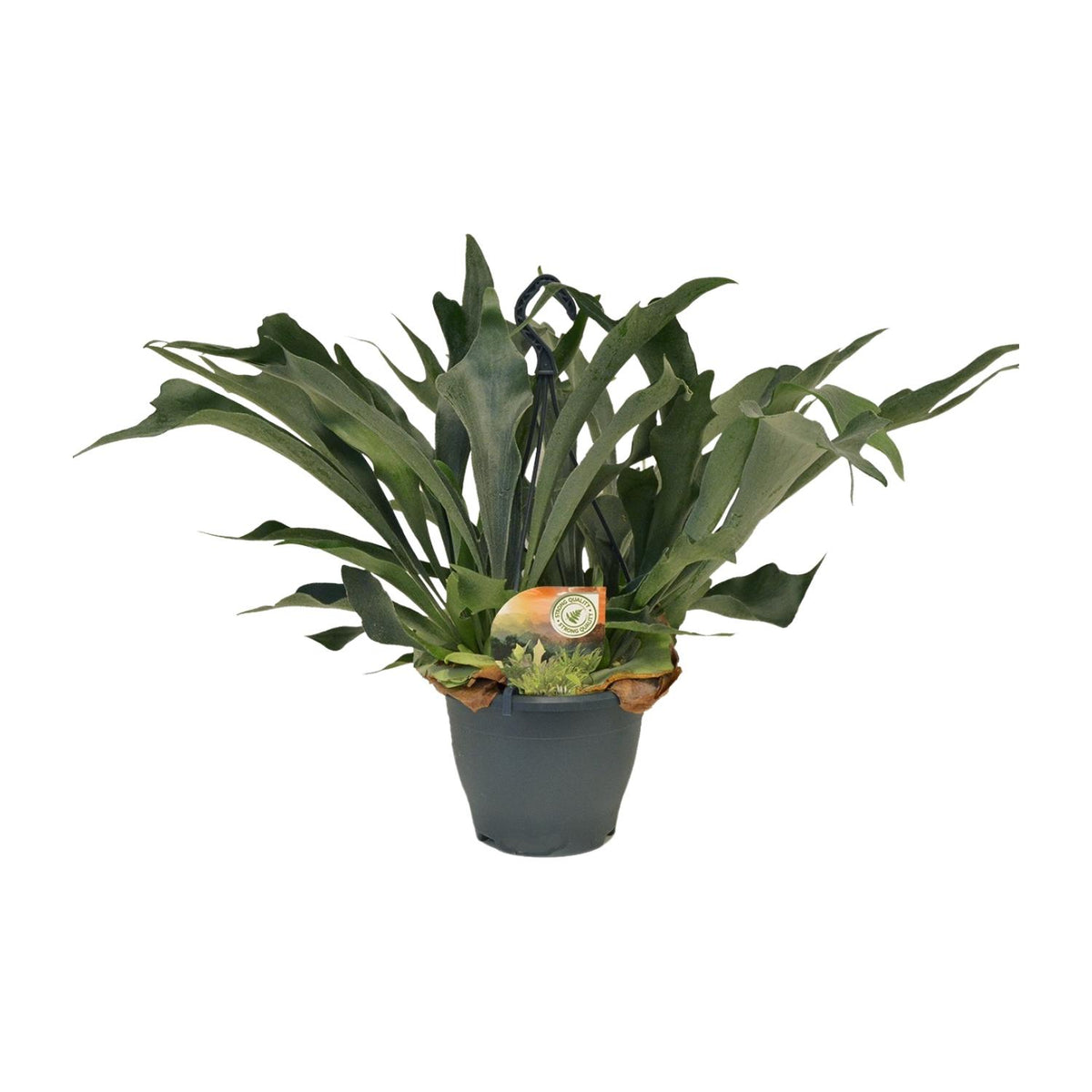 Geweihfarn 50 cm hoch, Topf ø21 cm