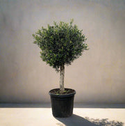 Olea europaea (Olijfboom) op 180cm — XXLplant