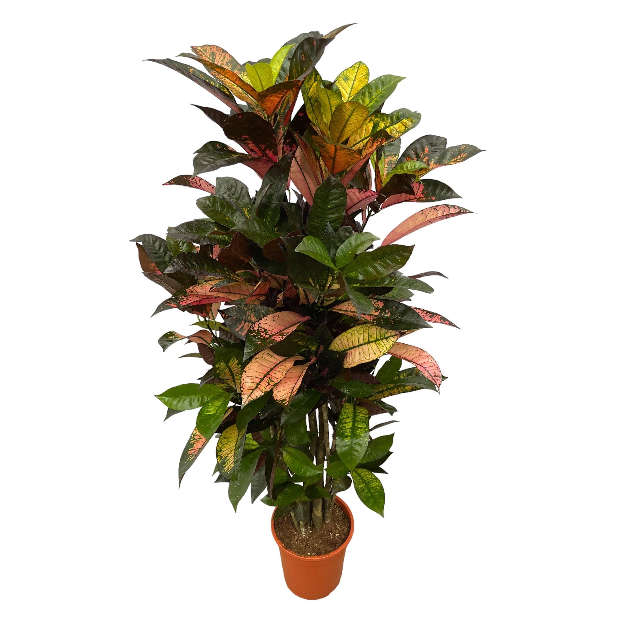 Codiaeum (Croton) Iceton vertakt op 100cm — XXLplant