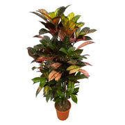 Codiaeum (Croton) Iceton vertakt Ø 100cm - ø24