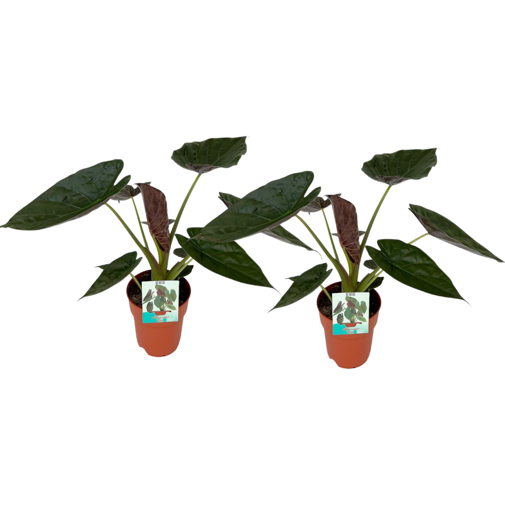 Olifantsoor Alocasia wentii