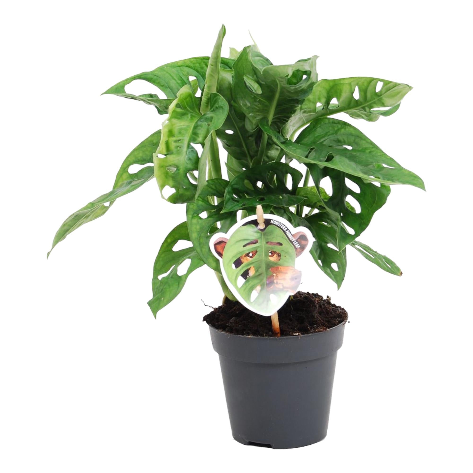 Monstera obliqua 'Monkey Leaf' - 25 cm - ø12 - XXLplant