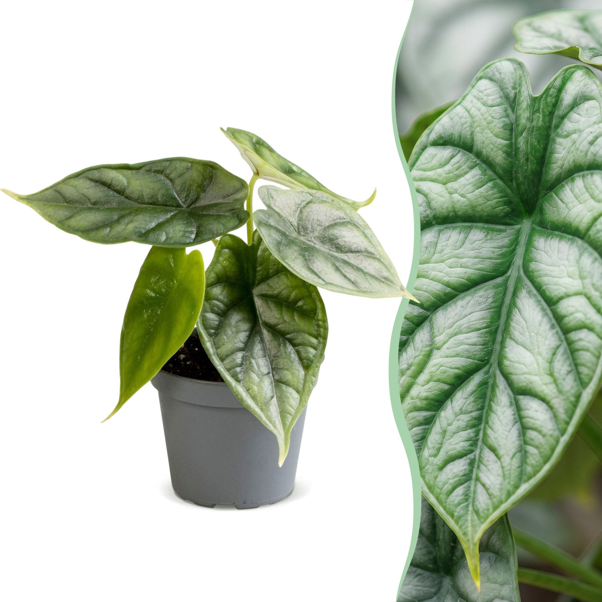 Olifantsoor (Alocasia baginda 'Dragon Scale')
