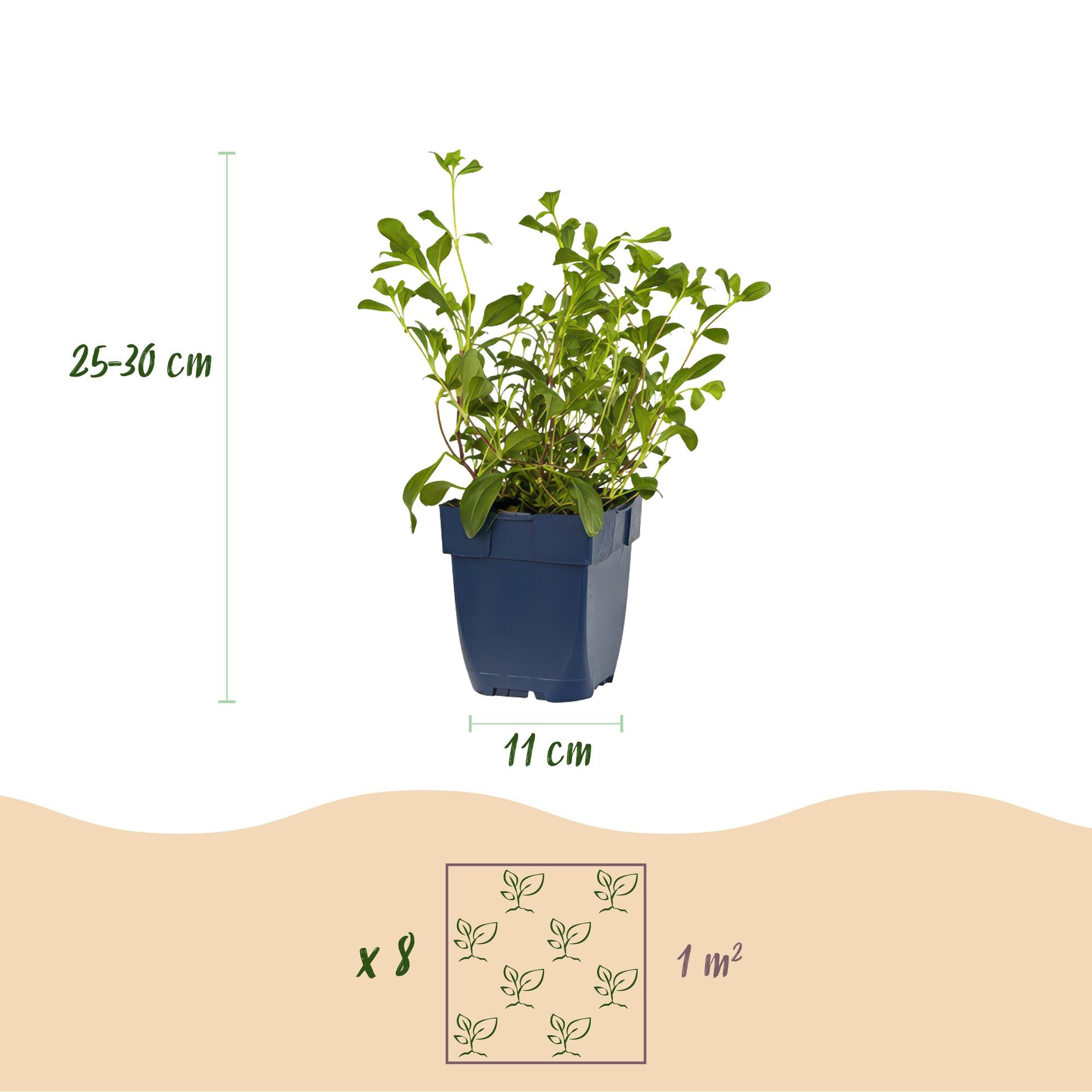 Borderpakket Bodembedekkend, 8 vaste planten voor 1 m², pot ø11 cm