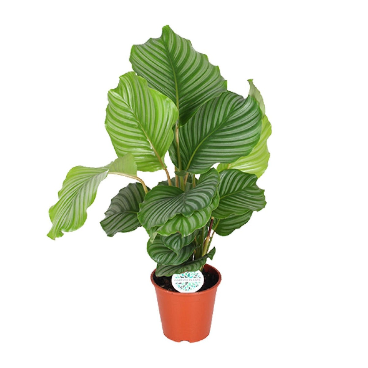Calathea 60 cm tall, pot ø17 cm
