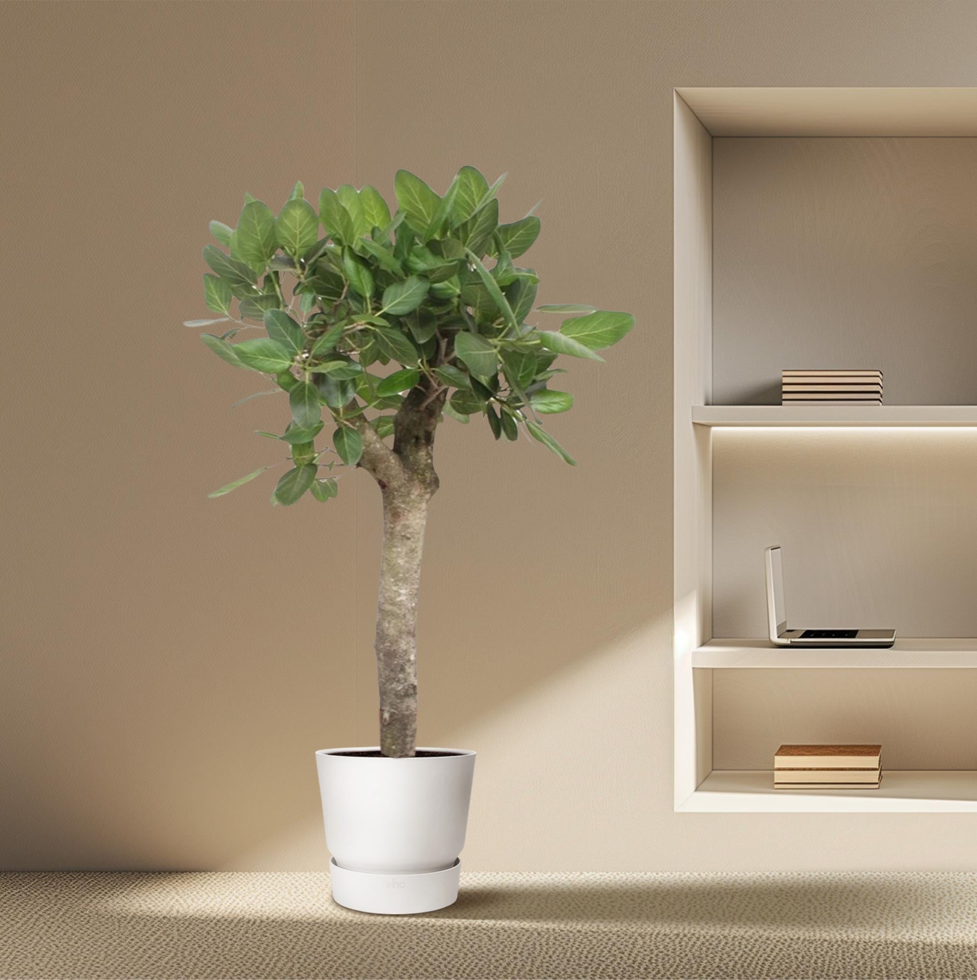 Banyanboom (Ficus benghalensis) 150 cm hoog, pot ø30 cm